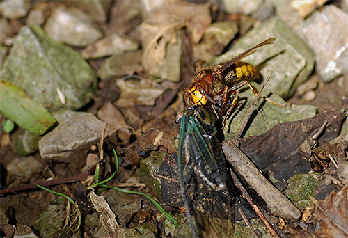 In the photo - the hornet drags a dead insect to feed the larvae.