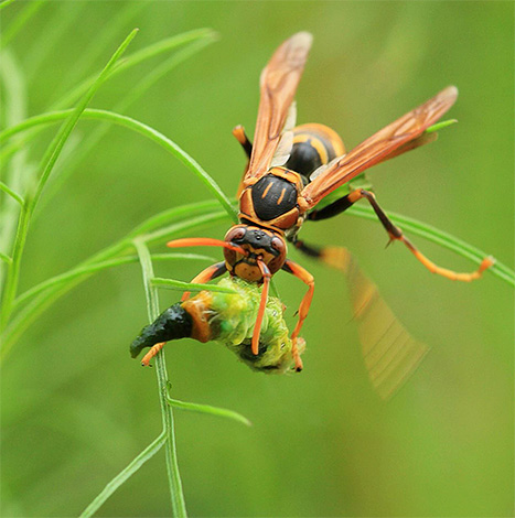 Hornets are typical predators
