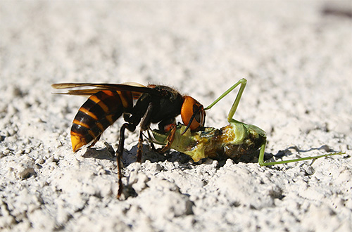 The fight of large insects with hornet looks pretty spectacular