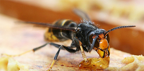 Adult hornets love to eat honey from a beehive