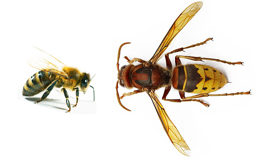 Both the hornet and the bee belong to the same order of insects, but their sizes and behaviors are strikingly different.