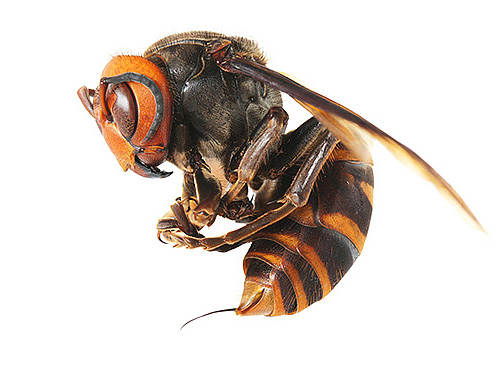 The photo clearly shows the sting of the hornet.