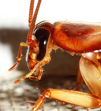Kackerlackor har kraftiga käkar och äter till och med till synes oätliga material.