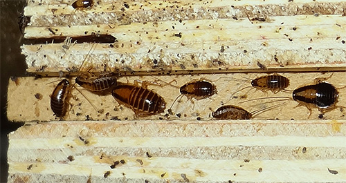 Kackerlackor i en lägenhet är mindre resistenta mot temperaturfluktuationer än bedbugs.