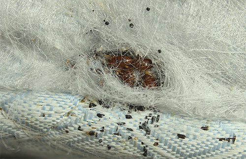 A képen a bedbugs fészek látható