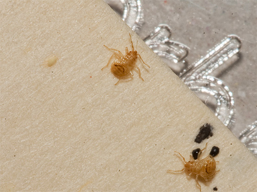 Bilden visar bedbug larverna som ser väldigt ut som kackerlacklarver.
