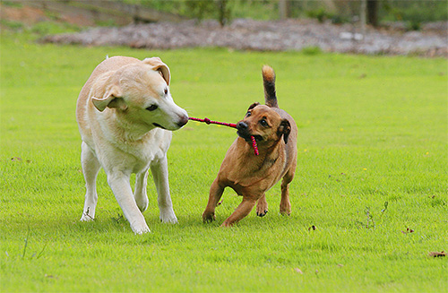 Hundar infekteras ofta med parasiter genom nära kontakt med ett annat djur.