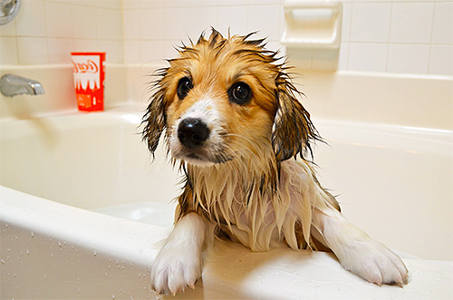 Insekticida shampoo är väl lämpade för att bli av med valpslöss.