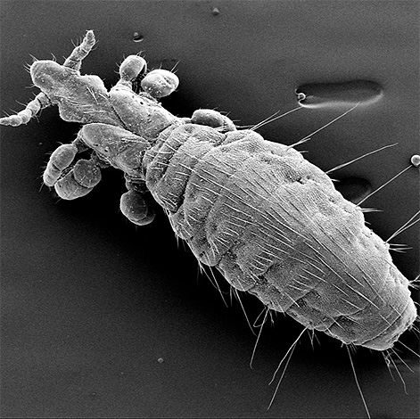 Bilden visar en hundsluga under ett mikroskop.