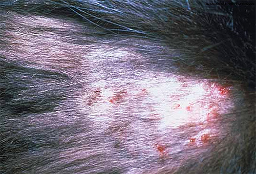 Typiska tecken på dermatit hos ett djur efter bitande löss