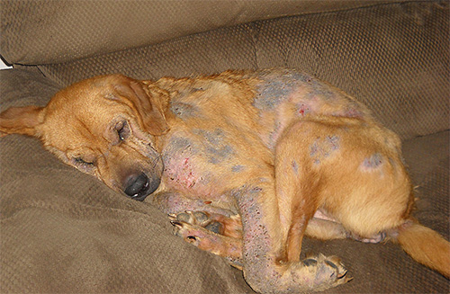 Tecken på löss hos hundar kan ha bleka fläckar och sår på kroppen.