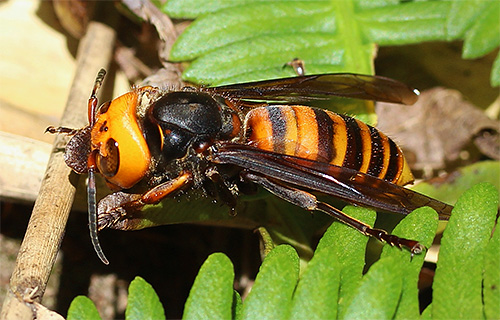 The bite of a giant Asian hornet can cause anaphylactic shock.