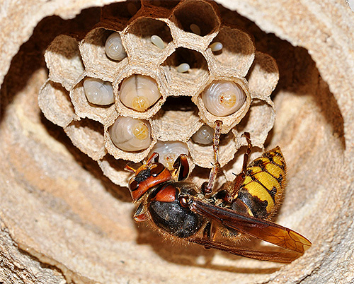 Unlike the European one, the Japanese hornet is much more aggressive towards humans, especially when protecting the nest.