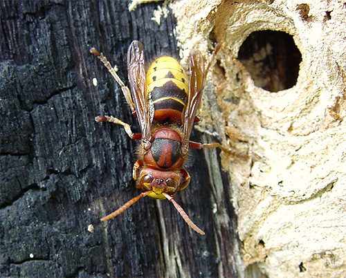 The bite of the European hornet can be compared to the bite of an ordinary bee or wasp.
