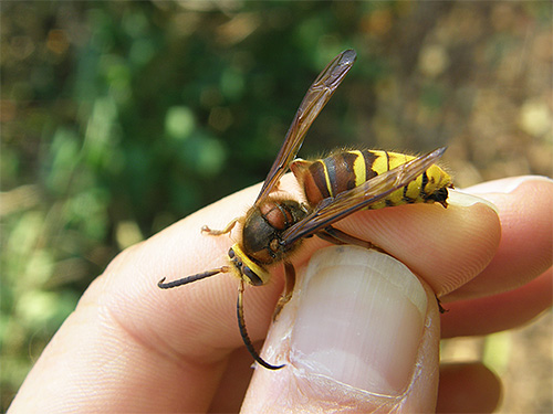 But the bites of the giant Asian hornet represented in the photo are so dangerous that in some cases they can quickly be fatal.