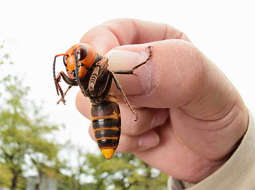 Owing to the bite of an Asian hornet, swelling, inflammation and even tissue death can instantly develop in a damaged area.