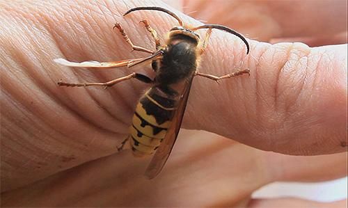 Although the hornet does not inject too much poison into the wound, its bites are more painful and dangerous than the bites of bees.
