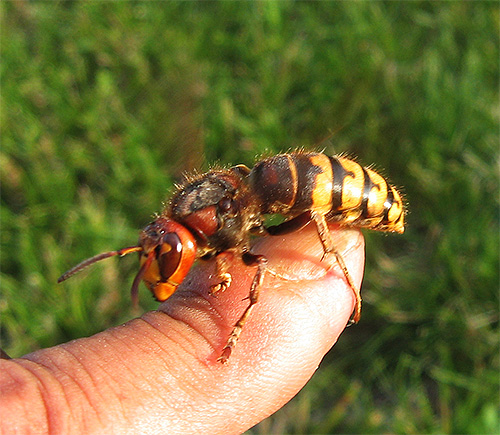 Although hornets leave less venom in the wound than a regular bee, but they are able to sting repeatedly