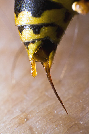 The hornet is able to control muscle contraction resulting in the release of venom from the sting.