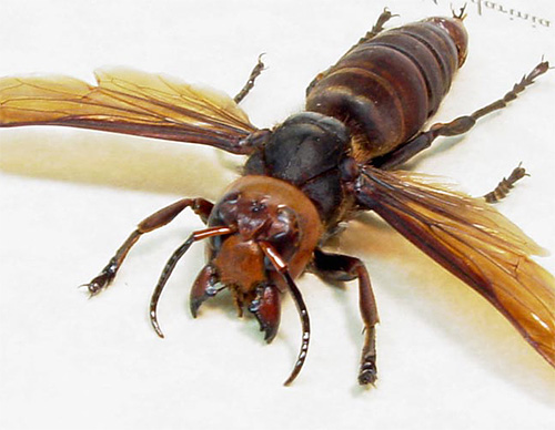 The hornet uses the sting only in extreme cases, mostly it costs the powerful jaws