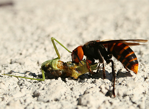 Hornets are capable of killing other insects with their jaws, even without using the stinger