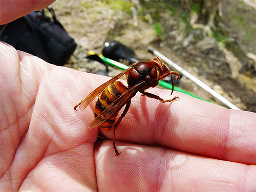 A hornet bite can be quite dangerous even for those who are not allergic to insect bites.