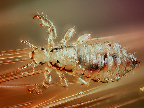 Head louse photography close up