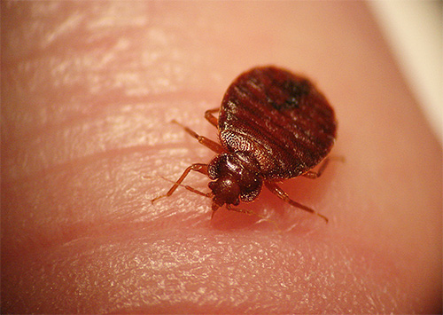 Omgivning med bedbugs kan vara mycket mer farligt för en person än bara en klåda från natten biter ...