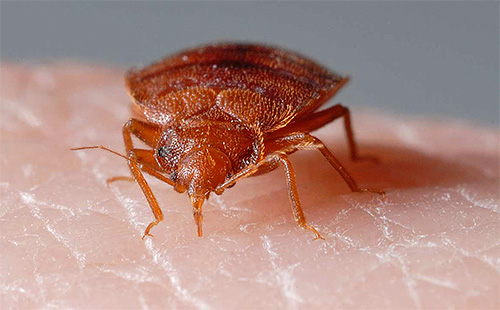 Under bettprocessen injicerar insekten ett speciellt enzym i huden som förhindrar blod från koagulering snabbt.
