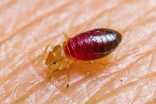 Bed bug bug larver vid tiden för biten