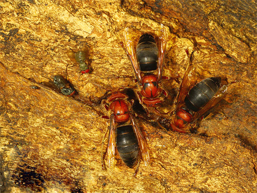 Svarta hornets är avelsparasiter: deras honor penetrerar i andra kolonier och tar faktiskt dem