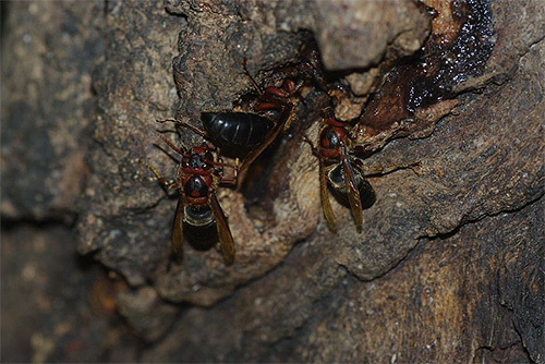 Möt den svarta hornetten är sällsynt för européer, men insekten är utbredd i Asien