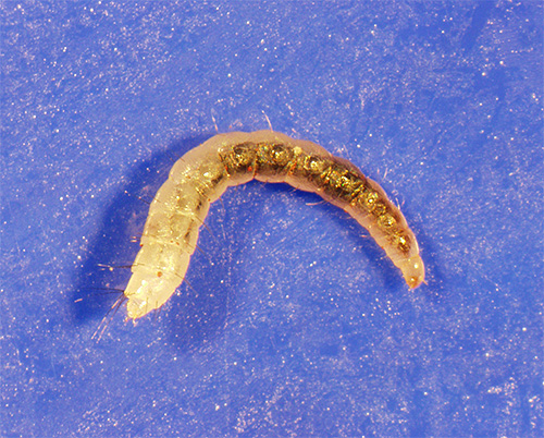 Flea larva