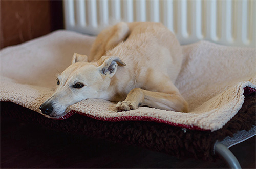 Pet bed is one of the first places to look for when fleas are destroyed in a house.