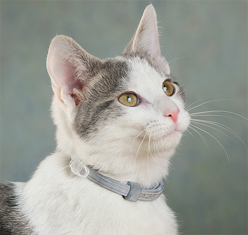 Flea Collars help protect your pet from parasites