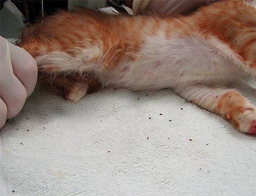 In cases of multiple fleas in the house, the animal may experience severe dermatitis.