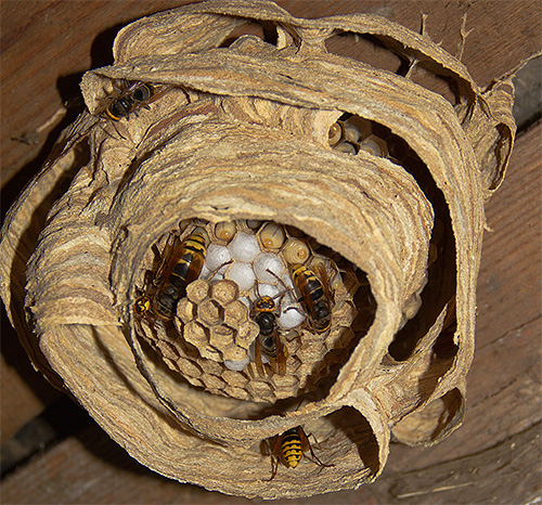 If the hornet's nest is under the ceiling, you can kill the insects with a regular bucket of water.