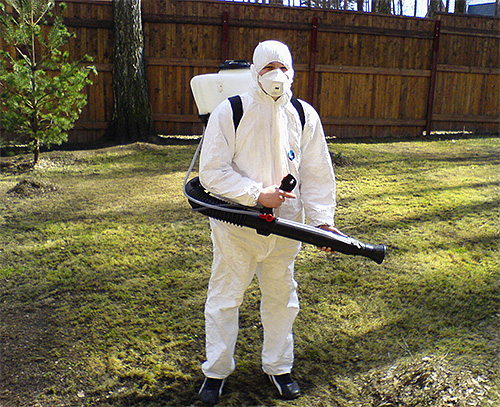 As a rule, pest control services also provide services for removing hornets from the site.