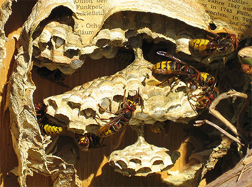 When adult insects have died, the hornet's nest is simply cut off and destroys the larvae.