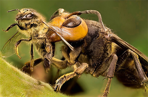 Beekeepers often have to fight with hornets, because these predatory insects are a direct threat to bees.