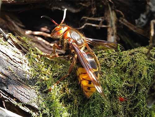 Before you begin to fight with hornets, you need to determine whether it is a single insect or somewhere near there is their nest.