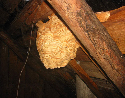 When placing hornets nests in a wooden building, in no case should one fight them with fire-hazardous means.