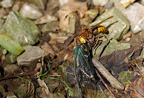 Hornets, som vartor, matar på andra insekter, vilket innebär att de hjälper sommaren bosatt att bli av med olika trädgårdsskadedjur.