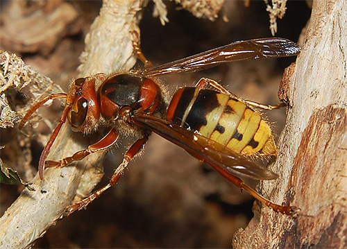 Hornets är större än veps och skiljer sig från dem i en brunaktig färgning.