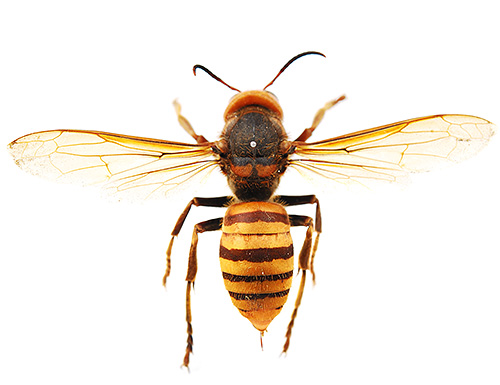 Biterna från den jätteasiatiska hornetten (bilden) är mycket farliga och kan ofta vara dödliga.