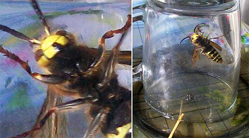 Insekten som flyger runt i köket kan fångas med en vanlig glasburk.