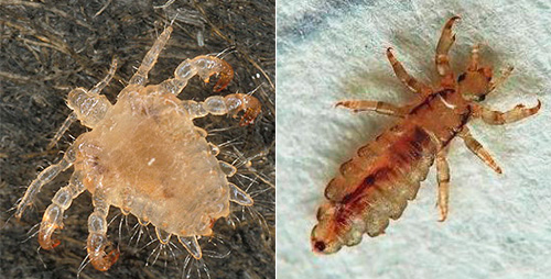 The picture on the left shows the pubic louse, on the right - the head