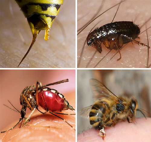 When some insect bites are very important to be able to properly provide first aid to the victim, to avoid serious consequences for his health
