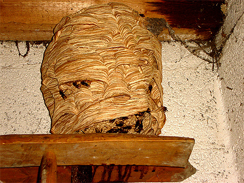 Particularly severe can be the consequences of massive bites of bees or hornets, when their nest was disturbed.