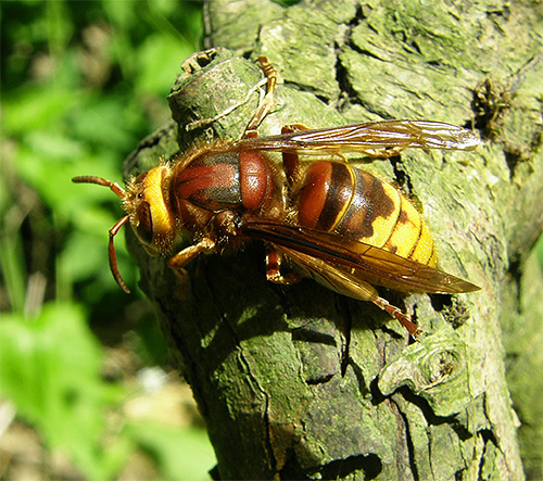 For poisonous insect bites, in most cases it will be appropriate to take the same measures as for a hornet bite.